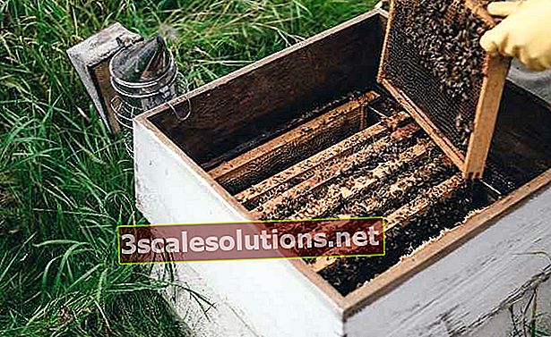 Mesilaste kast