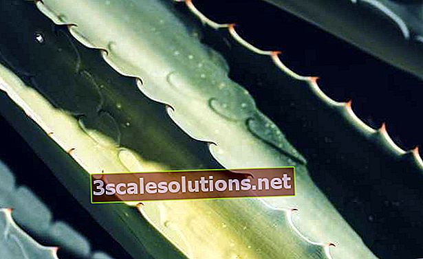 Aloe vera na pokožce: použití a výhody