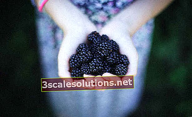 Manfaat blackberry yang luar biasa