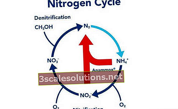 nitrogén körforgás