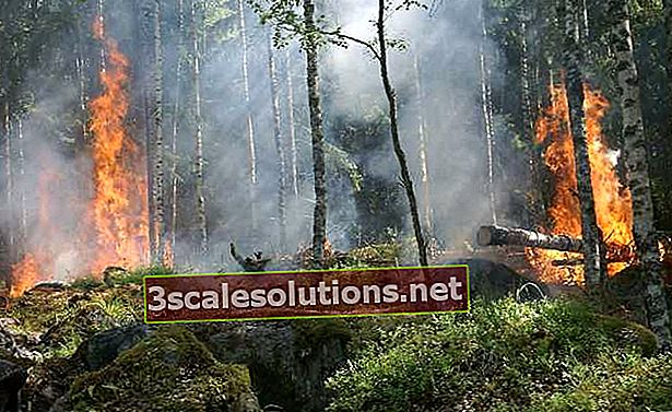 Sužinokite daugiau apie deginimą Amazonėje