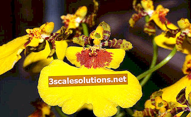 Orquídea oncidium