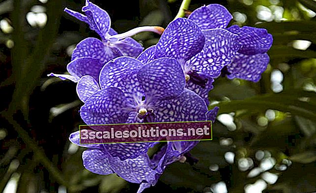 Orquídea vanda