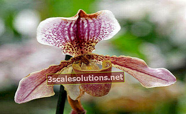 Orquídea Paphiopedium