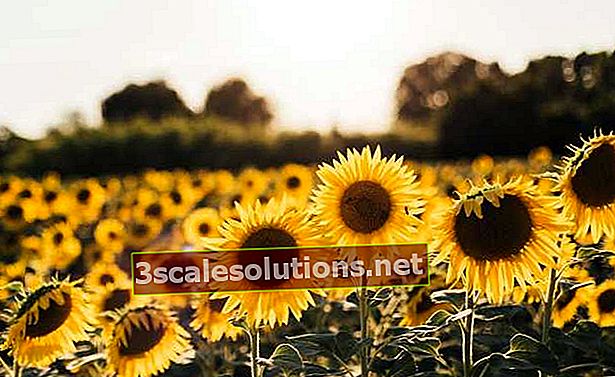 Minyak bunga matahari: ketahui faedah dan khasiatnya