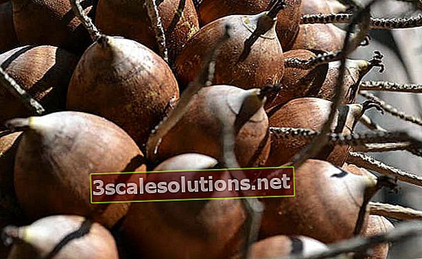 Minyak kelapa Babassu: untuk apa